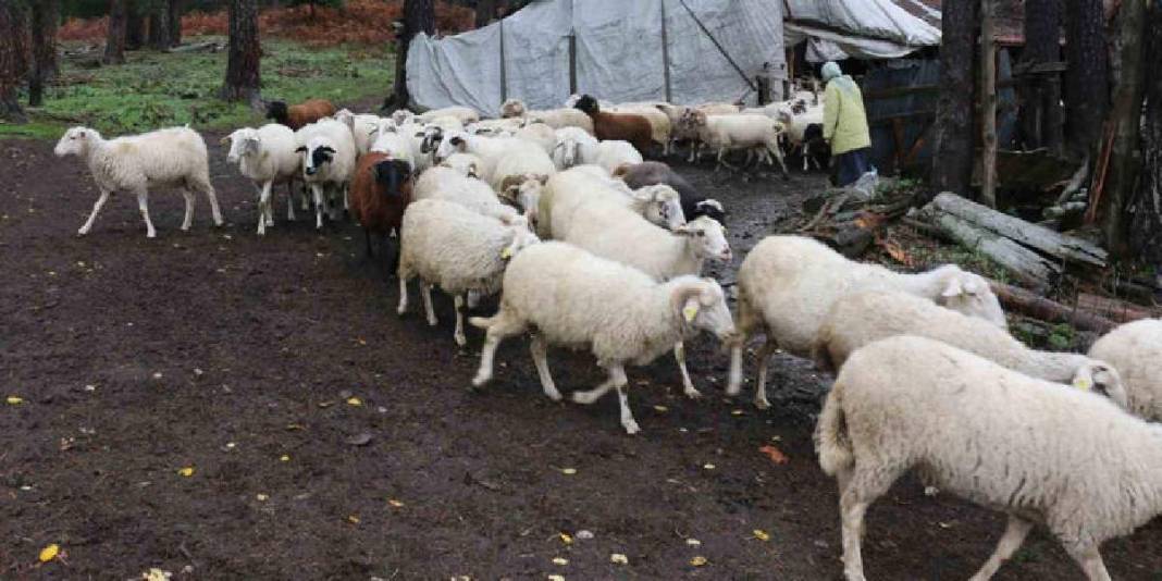 Kar yağışı beklentisi arttı göç başladı! Yaylalardan köye zorlu yolculuk: Kilometrelerce yolu yürüyerek gidiyorlar 3